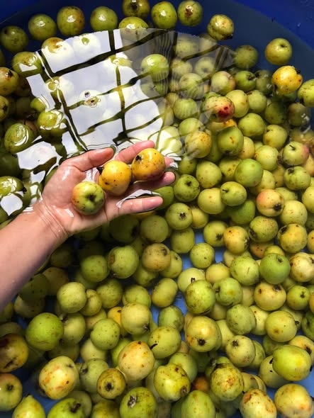 Giấm táo Sơn Tra nhà ủ 1lit