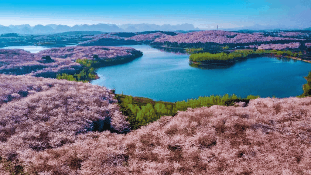 MÙA HOA ANH ĐÀO: TRÙNG KHÁNH – TUÂN NGHĨA – NHÂN HOÀI – TRẤN NINH – QUÝ DƯƠNG