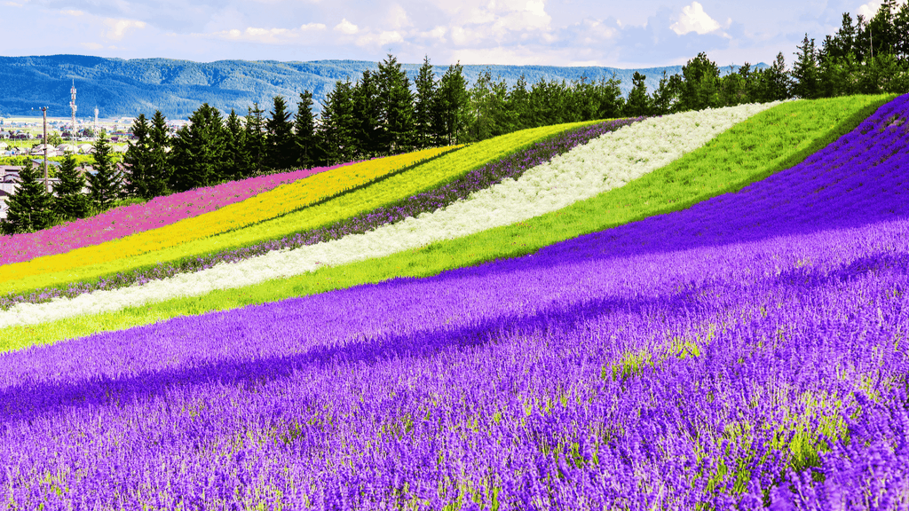 NGẮM HOA LAVENDER: SAPPORO - CHITOSE - NOBORIBETSU