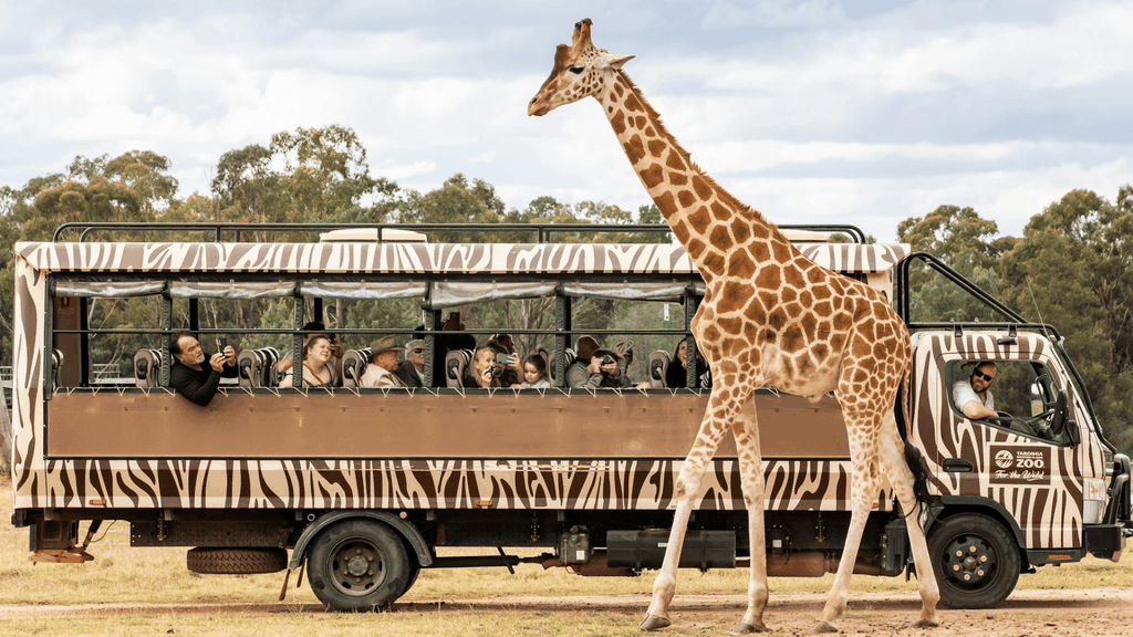 MELBOURNE - SYDNEY - VƯỜN THÚ WERRIBEE