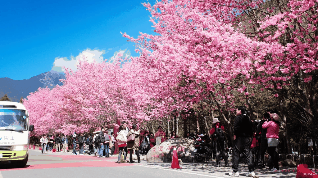 MÙA HOA ANH ĐÀO: ĐÀI LOAN - ĐÀI BẮC - ĐÀI TRUNG