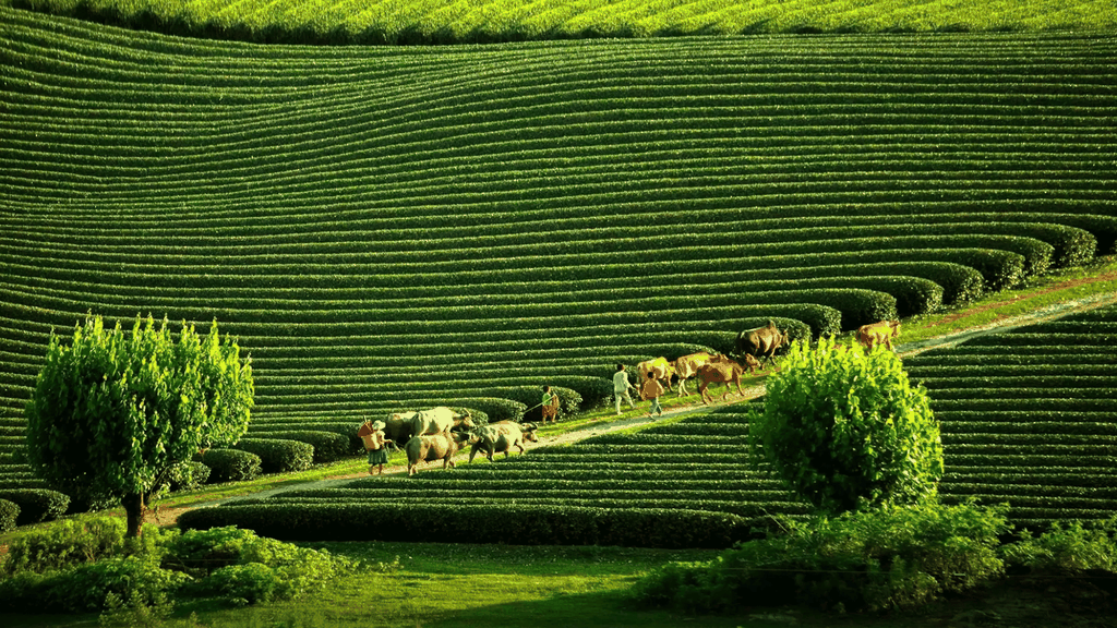 KHÁM PHÁ TÂY BẮC: SƠN LA - ĐIỆN BIÊN - LAI CHÂU - LÀO CAI