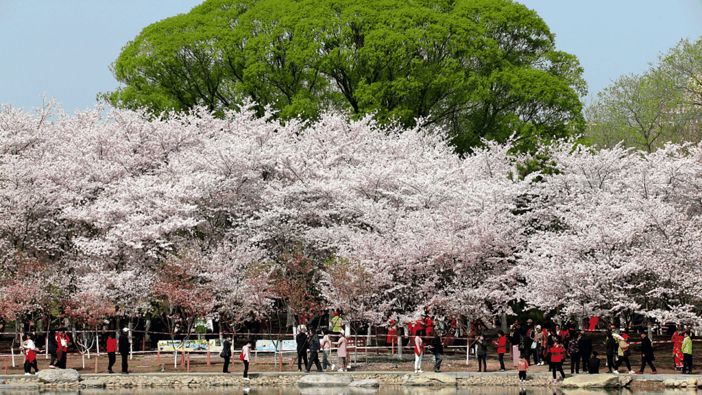 CHIÊM NGƯỠNG BIỂN HOA ANH ĐÀO RỰC RỠ TẠI BẮC KINH - CỔ BẮC THỦY TRẤN