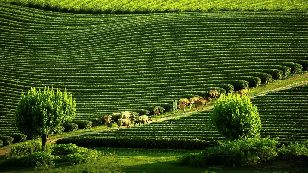 KHÁM PHÁ TÂY BẮC: MỘC CHÂU - ĐIỆN BIÊN - SAPA