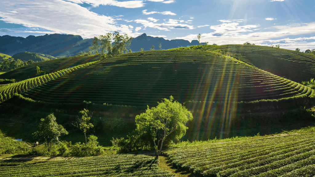 DI SẢN MIỀN TRUNG: THANH HÓA - NGHỆ AN - HÀ TĨNH - QUẢNG BÌNH
