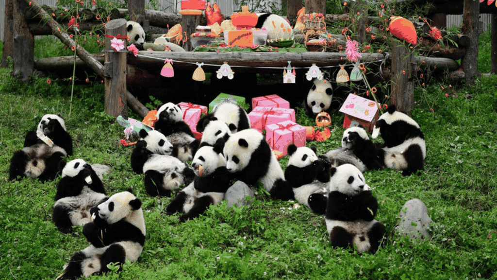 XỨ SỞ GẤU TRÚC: THÀNH ĐÔ - TRÙNG KHÁNH - TỨ XUYÊN