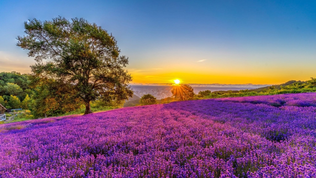 NGẮM HOA LAVENDER: SAPPORO - CHITOSE - NOBORIBETSU