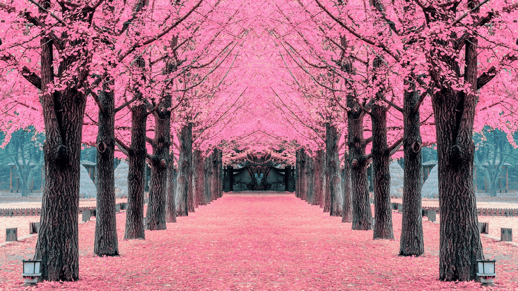 HÀN QUỐC MÙA ANH ĐÀO: BUSAN - GYEONGJU - DAEGU - SEOUL