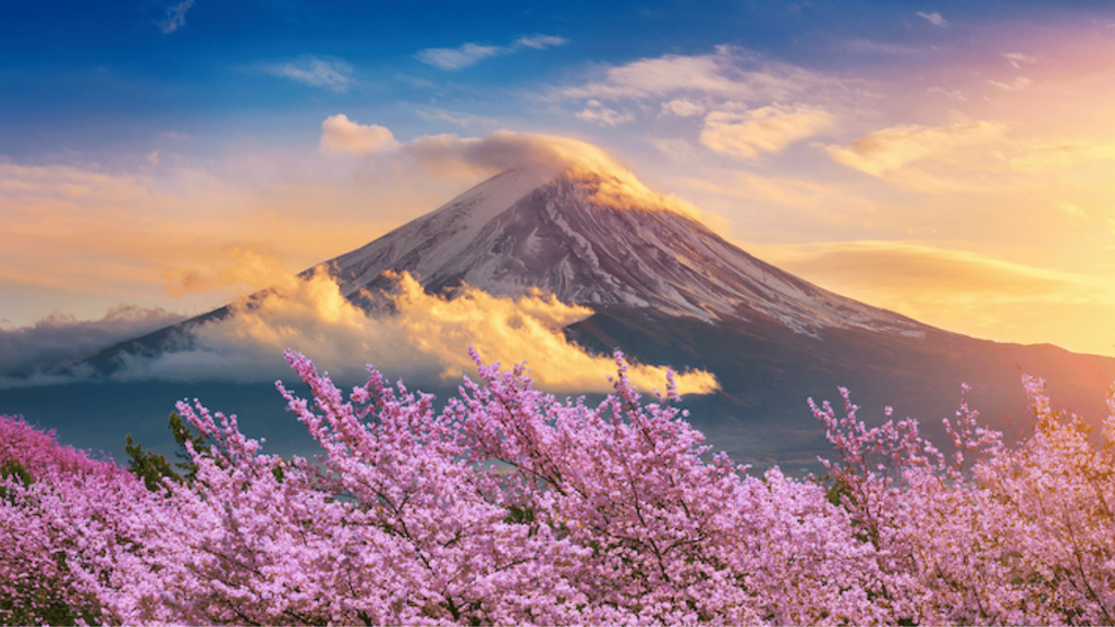 CHIÊM NGƯỠNG BIỂN HOA ANH ĐÀO: OSAKA - KOBE - YAMANASHI - TOKYO