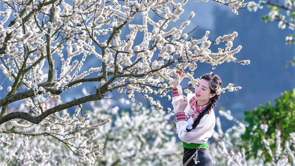 MIỀN BẮC: MỘC CHÂU - ĐIỆN BIÊN - SAPA