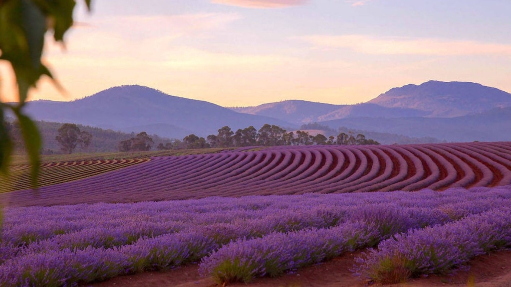 NƯỚC ÚC MÙA HOA OẢI HƯƠNG: MELBOURNE - TASMANIA - HOBART