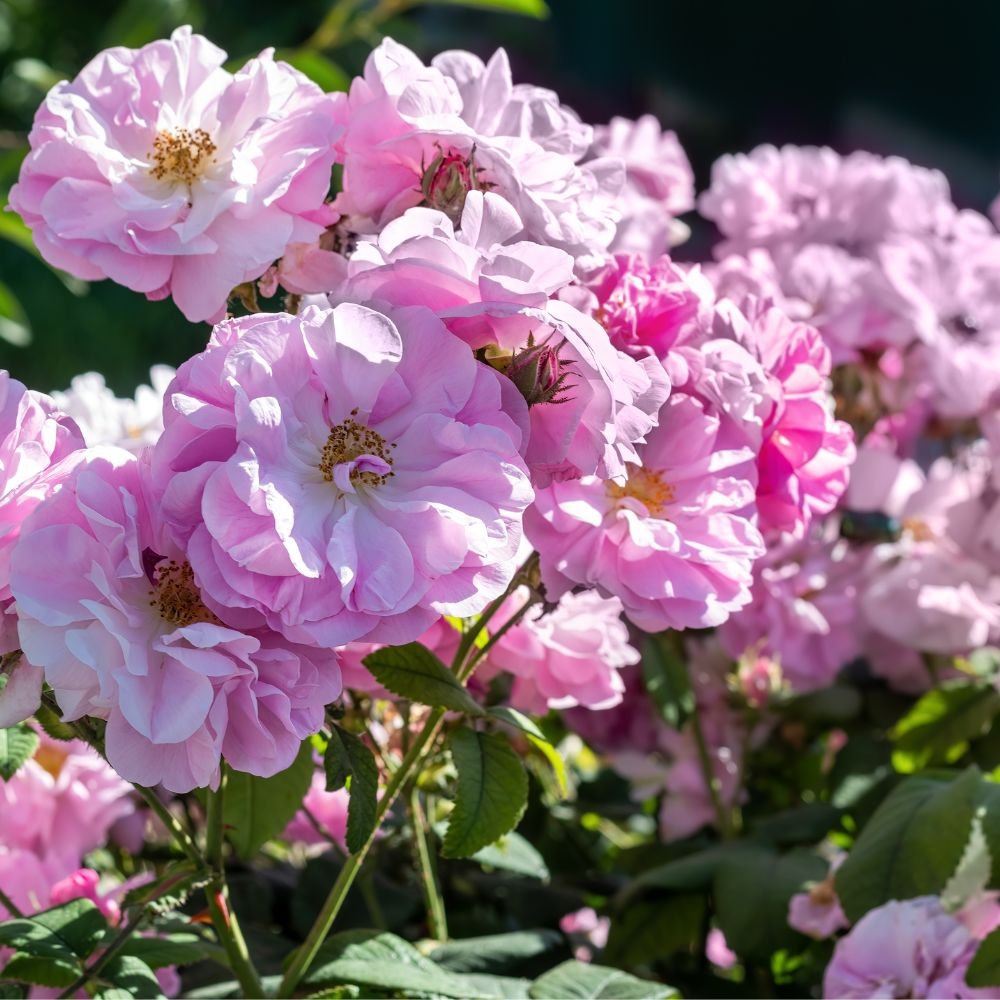 Vẻ đẹp bung nở từ những cánh hồng Damask