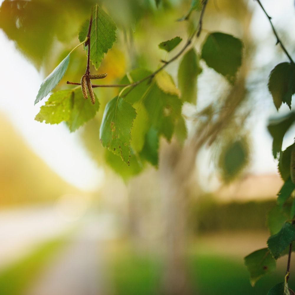 Thanh sạch da đầu – Dịu nhẹ từ thiên nhiên