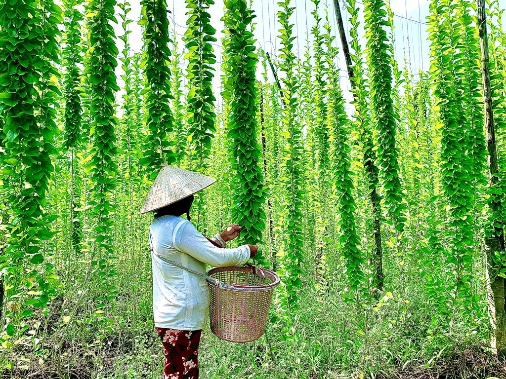 Vườn lá sâm