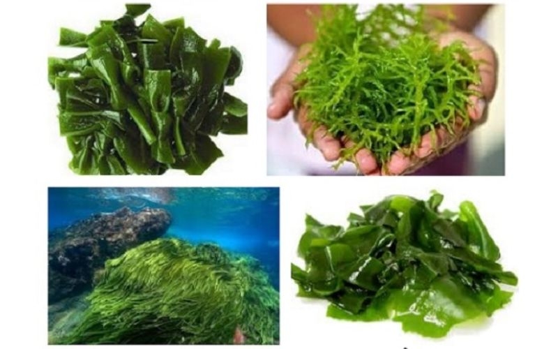 Sự Phát triển của tảo biển