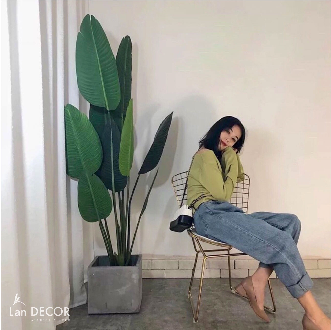 cây chuối cảnh