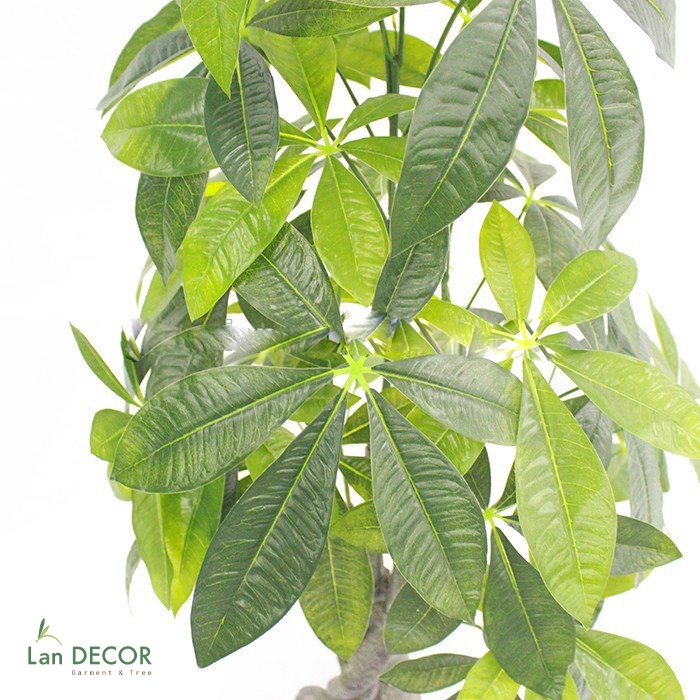 cây kim ngân nhựa