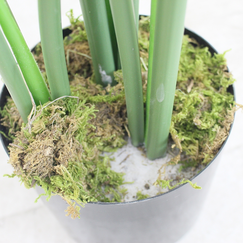 chậu cây lá xẻ hà nội