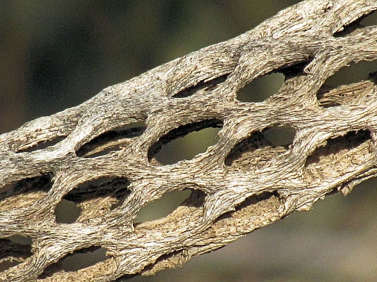 Lũa Cholla 2