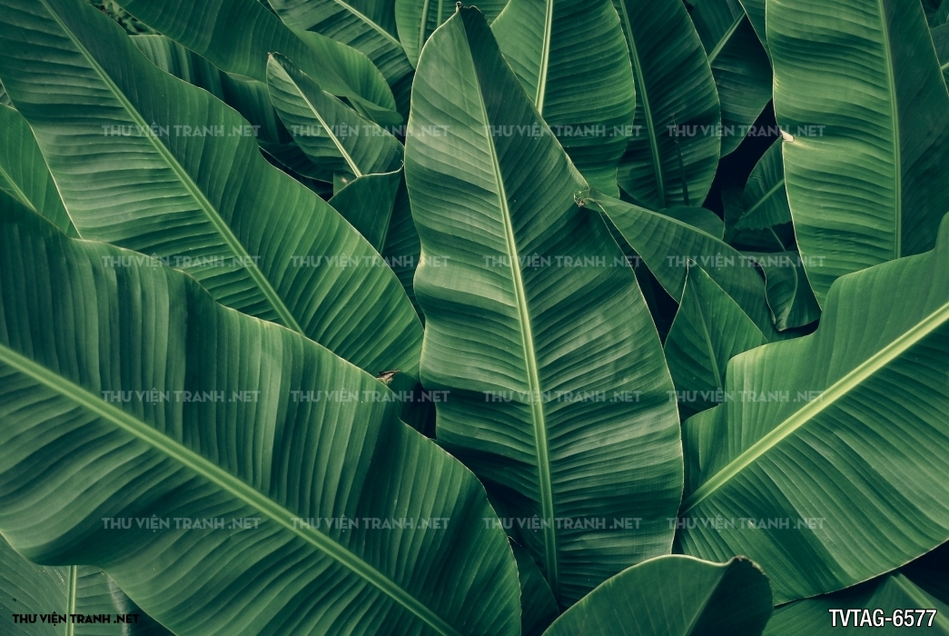 Tranh dán tường lá chuối- Banana Leaf