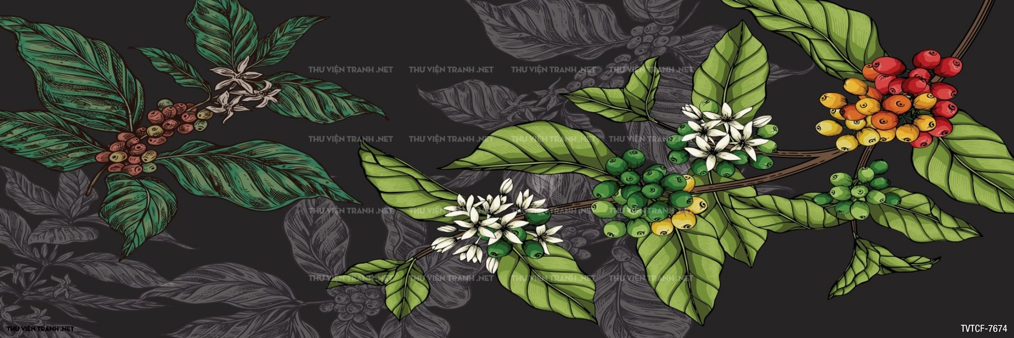 Tranh cafe