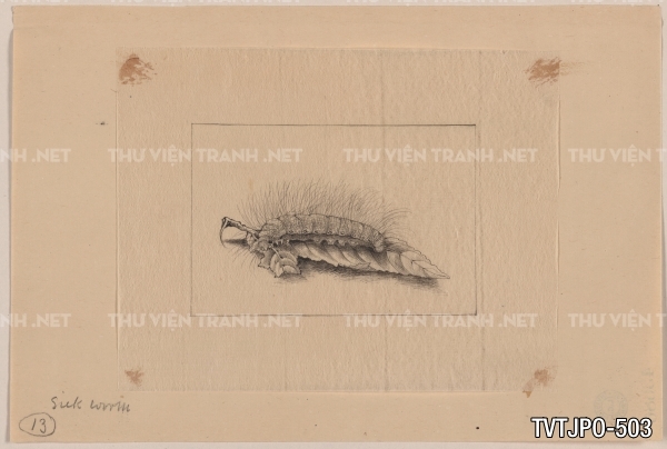 Tranh vẽ phác họa, tư liệu nghiên cứu văn hóa Nhật Bản