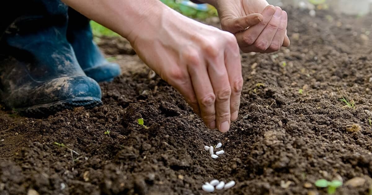 Hạt giống chất lượng là gì? Các yếu tố khi lựa chọn hạt giống chất lượng