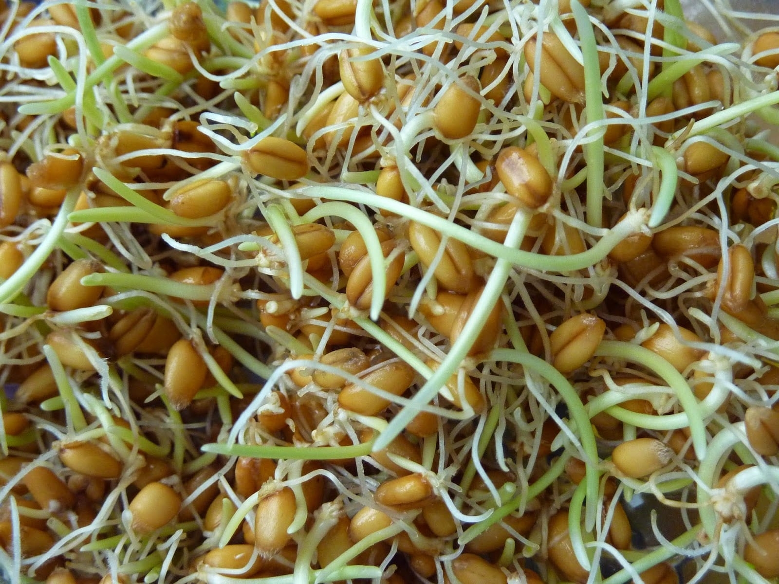 Hạt giống rau mầm là gì? Top 10 loại hạt rau mầm dễ trồng, thu hoạch nhanh