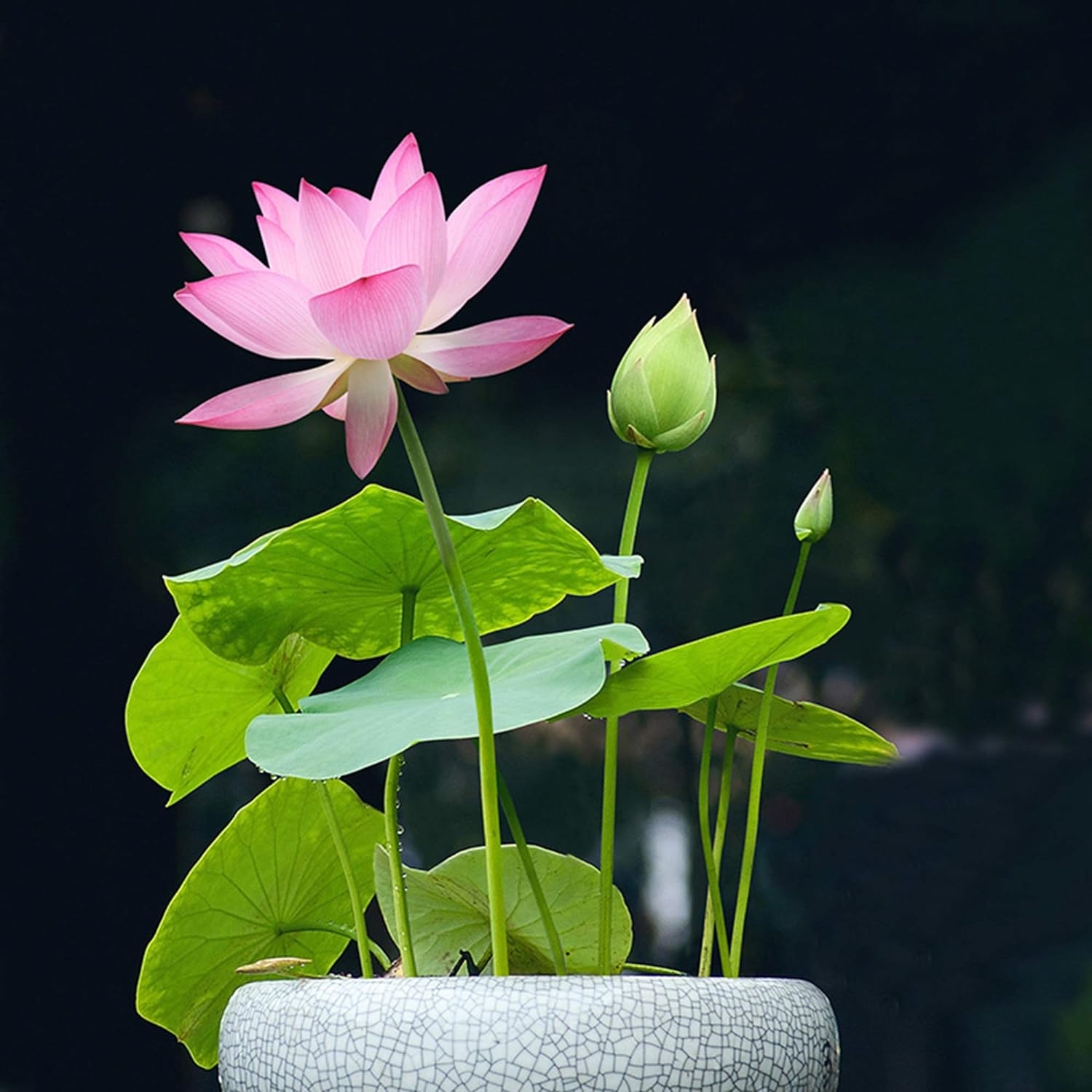  Mua hạt giống hoa ở đâu? 5 lưu ý khi mua hạt giống hoa bạn nên tham khảo
