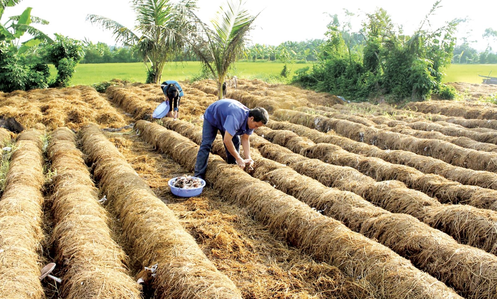  Cách trồng nấm rơm đúng kỹ thuật và hiệu quả kinh tế 2024