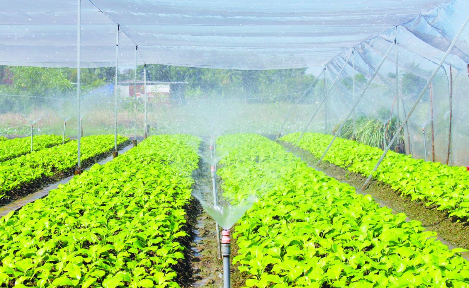Nông nghiệp công nghệ cao là gì? Top 7 ứng dụng Nông nghiệp công nghệ cao trong sản xuất