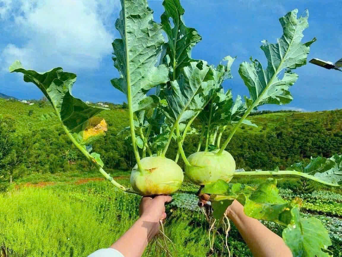 Bảo Lộc Park Hill 4E Thiên Đường Nghỉ Dưỡng 
