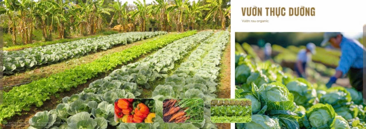 Khu Dân Cư Park Hill 4C - Đất nền đầu tư giá đất vườn