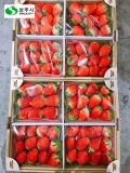 Dâu tây Ariyang Hàn Quốc (Hộp 1,2kg; 12-16 quả)