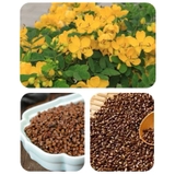 Hạt muồng giả làm cát 1kg