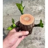 PHÁT TÀI KHÚC - Thiết Mộc Lan