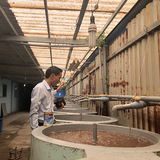 MICH.,JSC thăm các trại sản xuất tôm, cua, cá giống ở các tỉnh Việt Nam