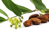 Dầu nền Jojoba