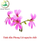 Tinh dầu Phong Lữ nguyên chất Newoil Aromavn