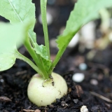 Củ cải tí hon Watermelon Radish trắng vỏ đỏ lòng