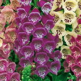 Hạt giống F1 Digitalis purpurea Mix  giống nga