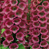 Hạt giống F1 Digitalis purpurea  giống nga