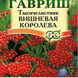 Hạt giống F1 Achillea millefolium  giống Nga