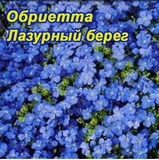 Hạt giống F1 Aubrieta cultorum tím  giống nga