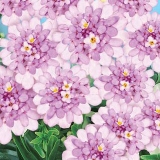 Hạt giống F1 Iberis Umbellata 10007  giống Nga