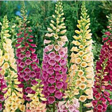 Hạt giống F1 Digitalis purpurea Mix 10031  giống nga