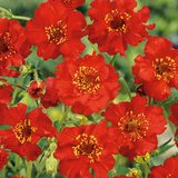 Hoa scarlet đỏ rực và rất thơm - Geum Chiloense