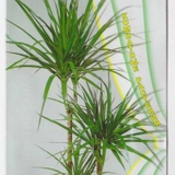 Hạt giống F1 DRACAENA  giống Nga