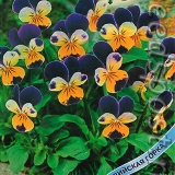 Hạt giống F1 hoa viola  giống Nga