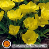 Hạt giống F1 Oenothera biennis 10020 giống Nga